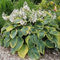 6x Blaue Gelbrand Funkie - Hosta sieboldiana ‘Frances Williams’ - Kleincontainer 9x9cm