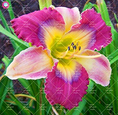 Shopmeeko 20 STÜCKE Taglilie Blumen anlage Seltene Farbe Hybrid Hemerocallis Neue Taglilie Chinesische kräuterpflanze Mehrjährige Essbare: 21