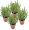 Romero Pack de 4 Unidades de Rosmarinus Plantas Aromáticas de Exterior e Interior