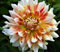 Dahlienknolle : Dahlia - Dahlie Dekodahlie  Peaches an Cream  1 Knolle/Rhizom