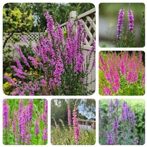 150 pcs Blutweiderich Pflanze Samen, winterharte kübelpflanzen gartenblumen Lythrum salicaria samen, pflanzensamen winterfeste pflanzen für garten küchenkräuter samen, seltene pflanzen,