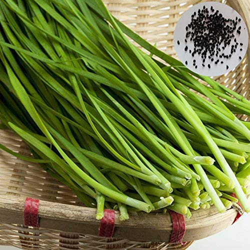 FeiyanfyQ 500 Stück Köstliche Chinesische Schnittlauchsamen Garten Yard Grüne Zwiebel Gemüsepflanze - Chinesische Schnittlauchsamen