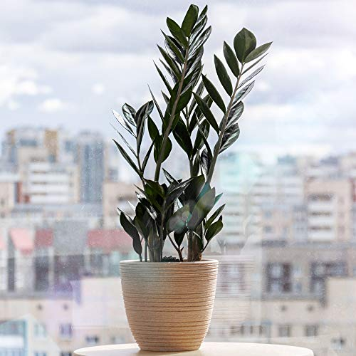 Zamioculcas Raven - Plante ZZ Noire | de 30 à 40 cm en pot | Plantes d'intérieur