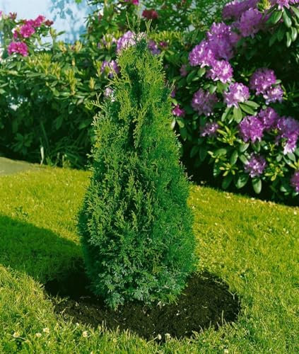 Lebensbaum 'Holmstrup' 30-40 cm Topf Thuja occidentalis Heckenpflanze