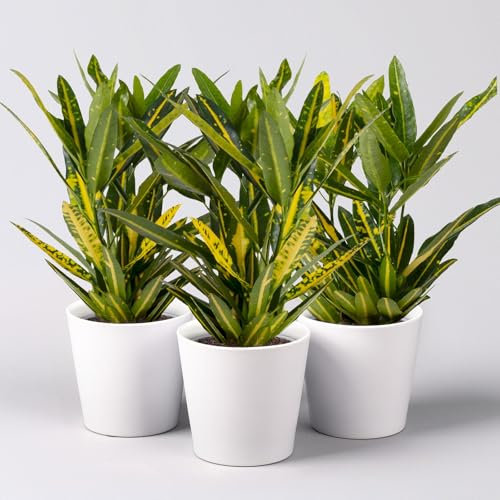 Kroton 'Sunny Star', inkl. Keramiktopf Dallas weiß, Topf-Ø 12 cm, 3 Stück