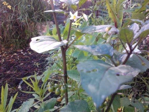 Solanum nigrum (Schwarzer Nachtschatten) 250 Samen