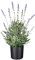 CREATIV green künstlicher Lavendel 40cm im Topf I künstliche naturgetreue Lavendelpflanze mit Blüten I Deko Lavendel für Innen I hochwertige & dekorative Dekopflanze I Kunstpflanze im Topf