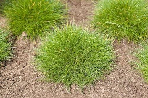 Bärenfellgras 'Teddybär' 10-15 cm Topf Festuca gautieri winterhart | Kugelig kompakt, 20-30 cm hoch, sonnig bis halbschattig, Steingarten und Bodendecker, winterhart bis -23 °C