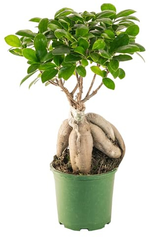 Bonplants Bonsai Ficus Ginseng Microcarpa o Retusa, Pianta Vera Ornamentale (Vaso 12 cm - Altezza 35 cm)