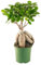 Bonplants Bonsai Ficus Ginseng Microcarpa o Retusa, Pianta Vera Ornamentale (Vaso 12 cm - Altezza 35 cm)