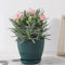 Lot de 5 pots de fleurs minimalistes à rayures de 15,2 cm pour vos plantes d'intérieur préférées (vert foncé)