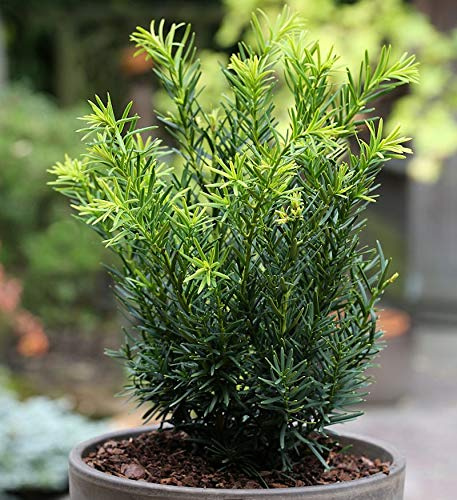 Japanische Zwergeibe Lescow 30-40cm - Taxus cuspidata - lebende Gartenpflanze aus den Baumschulen