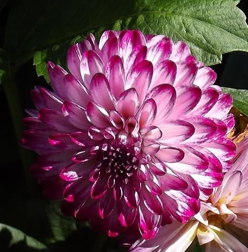 Ausverkauf Dahlienknolle : Dahlia - Dahlie Balldahlie Pompondahlie  Little Robert  1 Knolle/Rhizom