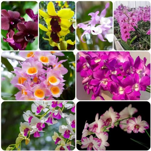 50 pcs Dendrobium nobile samen - pflanzenkübel mini garten orchideen orchidee pflanze, topfpflanzen draußen winterhart blumenwiese samen mehrjährig winterhart pflanztöpfe balkon hochbeet