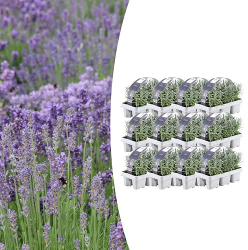 Lavanda angustifolia | 72 stuks - 15cm - Ø7cm - Pianta da giardino