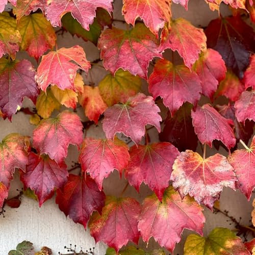 Semi di Parthenocissus tricuspidata, piante da giardino roccioso resistenti Pianta di vite selvatica resistente, parete vegetale, decorazione balcone piante rampicanti perenni 600pcs