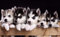 TNND Poster mit süßem sibirischen Husky-Welpen, glänzend, Foto, Wolf, Welpe, Hunde, Heimdekoration, Kunst, Wanddekoration, Metallschild, Poster, 20,3 x 30,5 cm