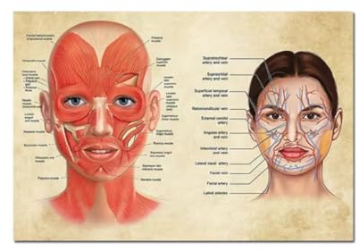 Poster zur Gesichtsanatomie, Gesichtsmuskeln und -venen, Haut, Schönheit, plastische Massage, medizinische Bildung, Leinwandposter, Druck, Wanddekoration – 50 x 70 cm, ungerahmt