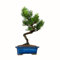 Bonsai Baum mit Keramik Blumentopf - Ligustrum, Ficus, Carmona, Podocarpus, Chinese elm - ca. 6-9 Jahre (16 cm Schale, Japan Weißer Kiefer Bonsai Pinus - ca. 10-12 Jahre alt, ca. 30-35 cm hoch))