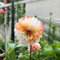 10 pcs Dahlien Knollen Kaufen Winterhart - dahlien knollen winterhart riesen Dahlien Zwiebeln - Dahlia pinnata - Balkongarten Dekoblumen, dahlia Pflanztopf Pflanze Geschenke Für äLtere