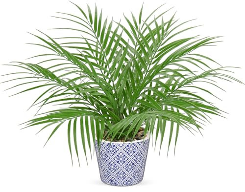 Hollyone 16'' Arificial Palm Plant in Blue and White Porcelain - Decorative Fake Plants, Faux Greenery for Home Decor, Centerpiece, Shelf, Office - Tropical Plastic Plants for Indoor Decorations