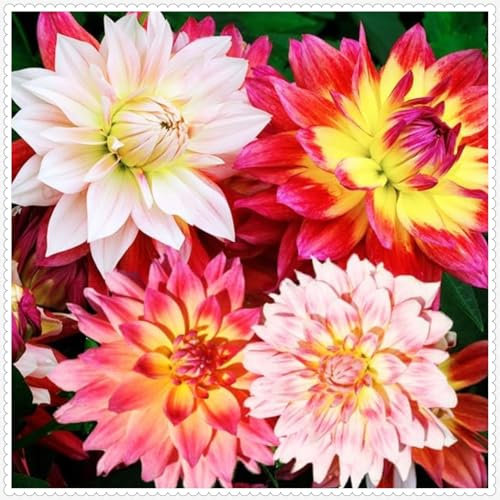 Dahlia Bulbs Mix for Planting Now UK,Strong Plants That Grow Well,Dahlia Tubers Bulk,Beauty of Garden,Gift Ready,Hardy Perennial,Wedding Flowers Cut Flowers-4bulbs-E
