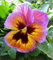 80 semi di fiori di viola del pensiero