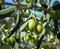 ALBERO DI ULIVO-OLEA EUROPAEA- CORATINO DA OLIO- pianta vera da frutto da esterno Ø 19 cm - h 150 cm