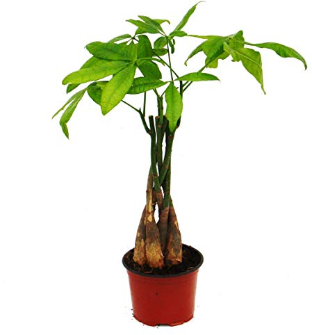 Exotenherz - Pachira aquatica, Glückskastanie - 12cm Topf