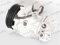 FRIGAIR 940.20180 COMPRESSORE RB. FIAT GRANDE PUNTO 1.3 MJ - FIORINO