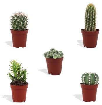DutchLeafs Mini-Kakteen Mix 5 Stück Verschiedene Kakteen - Topf 5,5 cm - Kleine Pflanzen Mischung Kakteen Starter Set Pflegeleichte Zimmerpflanzen - Höhe 8-15 cm