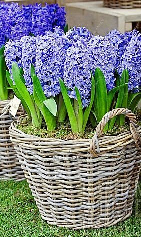 blaue Hyazinthen Hyacinthus orientalis Samen Indoor Laub Pflanzen, Blütenpflanzen, leicht zu wachsen - 50 Stück Hyacinthus Samen