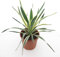 PflanzenFuchs Yucca Gloriosa Variegata - Fädige Palmlilie - Gesamthöhe: 60-70cm, Topf: Ø 26 cm - 8,4 ltr. [4853]