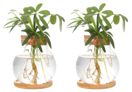 CHPINDAM Plant Propagation Station,Hydroponic Glass Container Vase Jars, with Wooden Saucer for Desks, Houses, Garden Decorations, Home Kitchen Decorations and Gifts for Plant Lovers (2)