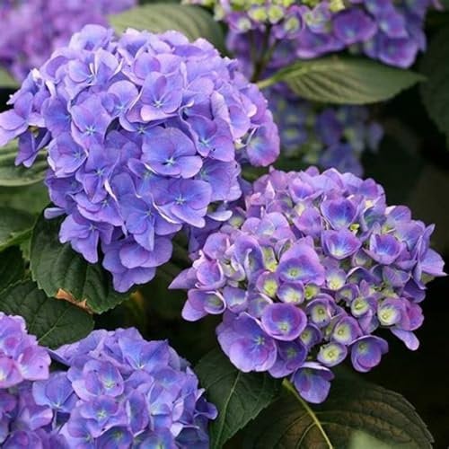 Bulbi di Hydrangea,bulbi Di Ortensia Blu,piante erbacee perenni,Ambiente paesaggistico,attraenti,decorazione del giardino,Hydrangea Bulbs(Senza semi,non artificiali,resistenti)-1bulbi-H