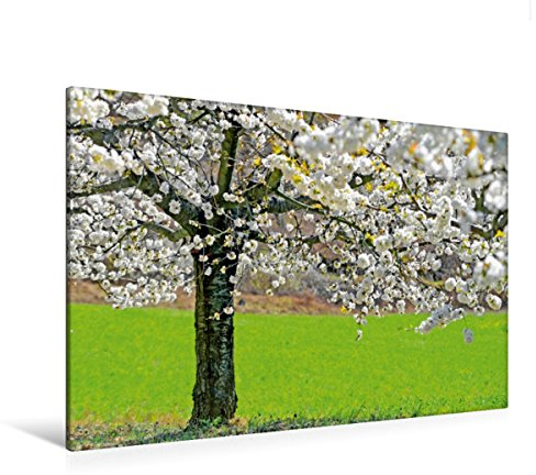 Premium Textil-Leinwand 120 x 80 cm Quer-Format Apfelbaum in der Blüte | Wandbild, HD-Bild auf Keilrahmen, Fertigbild auf hochwertigem Vlies, Leinwanddruck von Patrice THEBAULT