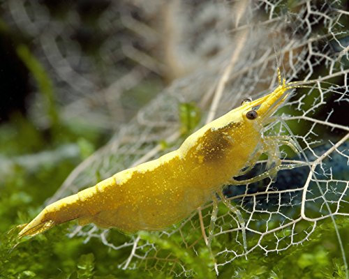 Garnelen Einsteigergarnelen Neocaridina davidi - lebend Zwerggarnelen für das Aquarium - 5er Pack, Farbe gelb