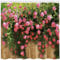 Qucarder Garden Scene Shower Curtain 3D Flowers Pink Floral Wood Fence View Bath Curtain Waterproof Shower Curtains for Bathroom Decor with Hooks 72x72 Inch