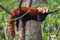 Edition Colibri ROTER PANDA (KATZENBÄR) Postkarten-Set, 3 Tierpostkarten/Ansichtskarten eines Kleinen Pandas (11018)
