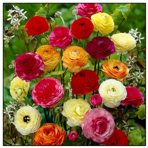 Blumenzwiebeln der Ranunkeln - Winterharte Gartenpflanzen für das deutsche Klima,Ranunkeln zwiebeln winterhart-15 zwiebeln