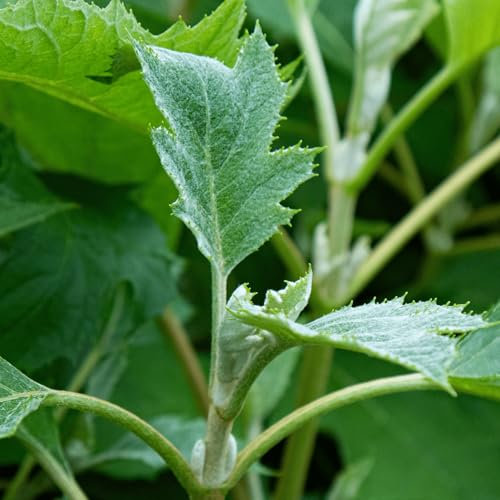 Plant in a Box - Hortensia - Hydrangea paniculata 'Ice Crystal' - Height 25-40cm - ⌀19cm