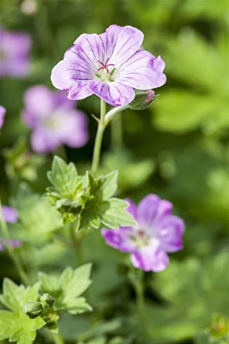 Geranium endressii 9x9 cm Topf – Winterhart, Mehrjährig, Pflegeleicht – Storchschnabel – Bodendecker für Beet & Rabatte