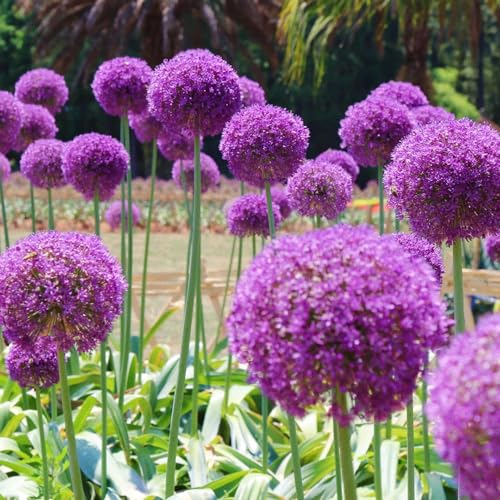 10 pcs allium zwiebeln, allium zwiebeln winterhart mehrjährig zierlauch,riesenlauch zierlauch zwiebeln winterhart mehrjährig balkonpflanzen winterhart bonsai topf allium pflanze lila