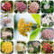 hoya samen - Sukkulenten samen deko pflanzen wildblumensamen winterfeste pflanzen für balkon fleischfressende pflanzen balkonpflanzen winterhart indoor garten kräuter samen exotische 550pcs