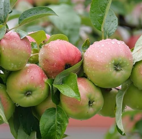 Gravensteiner Halbstamm, Herbstapfel, 150-170cm, im Topf