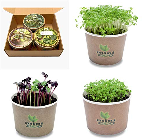 Gartenkresse BrunnenKresse Und Radishen Samen Keimsprossen Microgreens Kräuter PflanzSet. Bio Sprossen Keimsaat Kräutersamen Salatkresse Pflanztöpfe Sprossenzucht Set Mikrogrün Anzuchtset