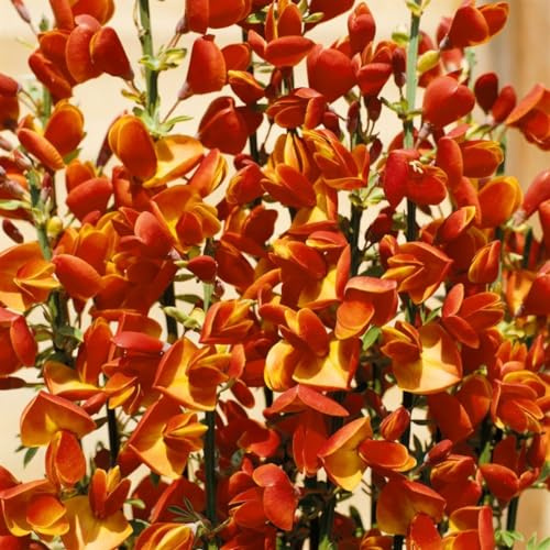 Cytisus scoparius 'Lena' 30–40 cm – Winterhart, Mehrjährig, Pflegeleicht – Besenginster – Zierstrauch für Garten & Beet