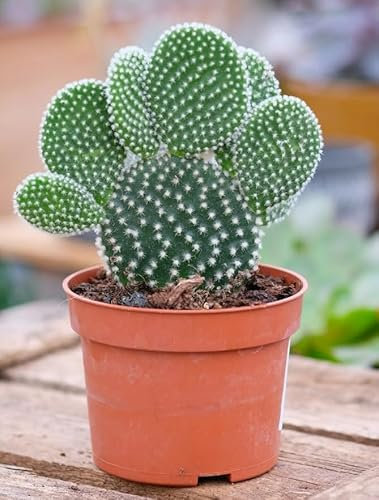Opuntia microdasys Pallida - Bunny Ears Cactus - Succulent House Plant in 12 Ø Pot 20 cm Tall