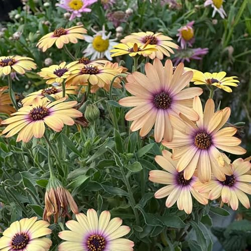 400 pcs Kapkörbchen pflanzen samen - frühlingsblumen Osteospermum ecklonis, wiesensaatgut zimmerbonsai bonsai, pflanzen deko balkonpflanzen steingartenpflanzen winterhart kübelpflanzen