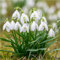 mgc24® Schneeglöckchen Galanthus woronowii einfach - 25 Blumenzwiebeln (ca. 6-7mm)